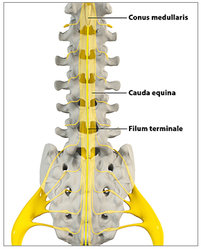 Red Flags & Cauda Equina Syndrome